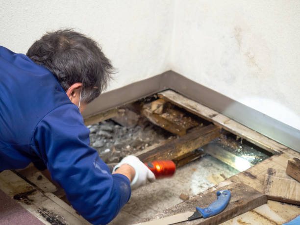Clay, CA Mold Removal Company