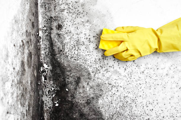 Best Mold Testing  in Clay, CA