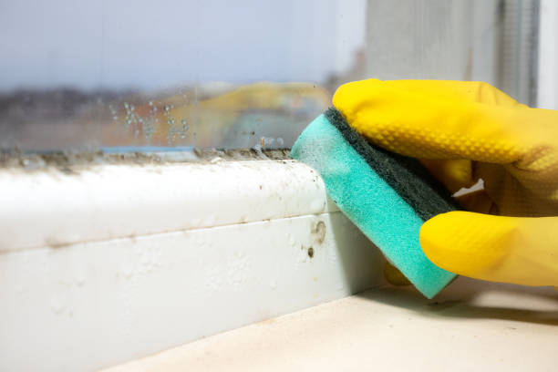 Best Home Mold Removal  in Clay, CA