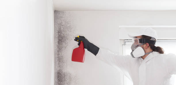 Certified Mold Removal in Clay, CA