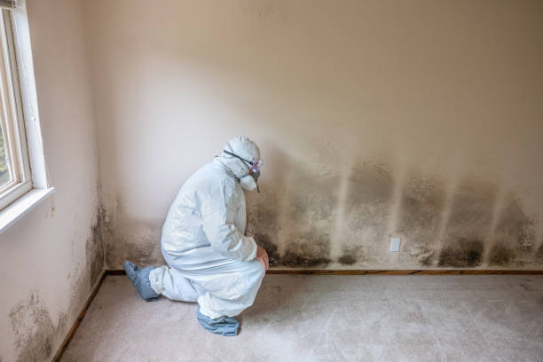Best Mold Cleaning Services  in Clay, CA