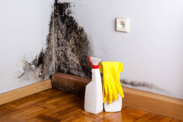 Attic Mold Removal in Clay, CA