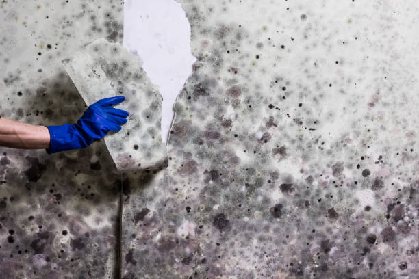 Best Black Mold Removal  in Clay, CA