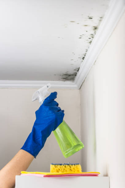 Crawl Space Mold Removal in Clay, CA